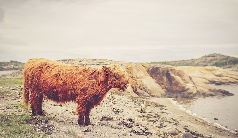 攻击网站服务器